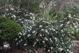 Image result for Mitriostigma axillare