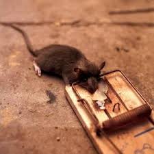 With several rodents in the wall, your house will smell like a garbage dump for two and more weeks. How To Get Rid Of Strong Wood Stain Smells Staining Wood Rodents Clean Laundry