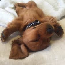 22 Miniature Dachshund Dogs And Puppies Minature Dachshund Long Haired Dachshund Cute Dogs