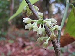 Image result for Rinorea brachypetala