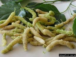 Mulberry is the name given to several species of deciduous shrub or tree in the genus morus (family moraceae) which are grown for their edible fruits. Himalayan Long White Mulberry Tree Malaysia Online Plant Nursery
