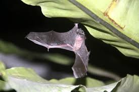 Bermimpi sedang melihat biawak masuk ke dalam rumah bisa menjadi pertanda yang berkaitan dengan kesehatan. 42 Kode Alam Kelelawar Masuk Rumah Png Gamis Favorit