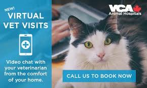So if you are in need of assistance from animal hospital, look no further. Did You Know Our Hospital Now Offers Vca Canada Mills Haven Animal Hospital Facebook
