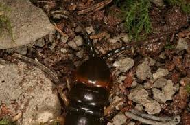 Black And Yellow Striped Millipede Scolopendra Hermosa Head Of Sc Hermosa Hermosa Western Ghats Headed