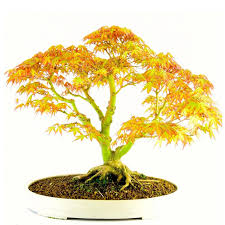 Send a bonsai tree or tropical plant to someone special. Best Bonsai Trees For Sale Uk From The Bonsai Direct Online Shop