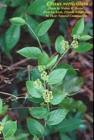 Image result for Cissus faucicola