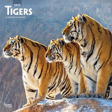Tigers Are The Largest Member Of The Cat Family Tigers 2019 12 X 12 Inch Monthly Square Wall Calendar Wildlife Zoo Animals Isbn 978 1 9754 0013 2 Zoo Animals Cat Family Animals