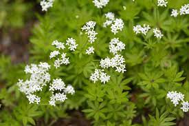 Currently there is not enough clinical research evidence to determine the safe range of dosages for woodruff. Sweet Woodruff Plant Care And Growing Guide