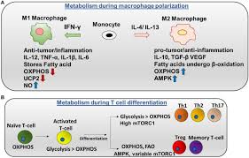 Maybe you would like to learn more about one of these? Diverse Roles Of Mitochondria In Immune Responses Novel Insights Into Immuno Metabolism Abstract Europe Pmc