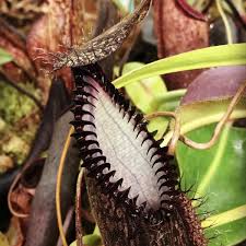 Image result for Nesaea heptamera