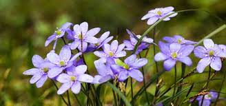 Right now, the mornings are crisp, and the days are getting longer. What To Plant In Spring In Melbourne All Green Nursery