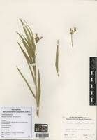 Image result for Kanahia