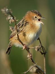 Birds That Sing In The Morning Australia Pin On Natural Beauty