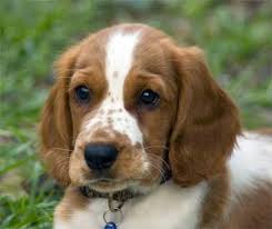 Jenny The Welsh Springer Spaniel Welsh Springer Spaniel Puppies Welsh Springer Spaniel Springer Spaniel Puppies