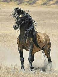 Pin By Jorge On Animal World Horses Wild Horses Pretty Horses