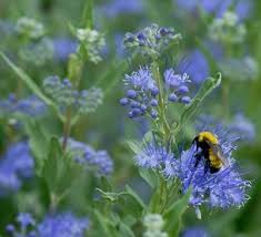 Image result for Caryopteris odorata