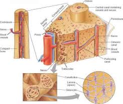 Mature compact bone is structurally layered or lamellar. Fruit Caricature Microscopic Structure Of Bone Diagram