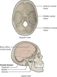 The neck begins at the base of the skull and connects to the thoracic spine (the upper back). The Skull Anatomy And Physiology