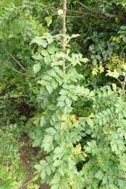 Image result for Harrisonia