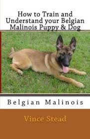 Belgian Malinois Training Google Search Belgian Malinois Puppies Belgian Malinois Belgian Malinois Training