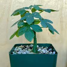 Image result for Adenia