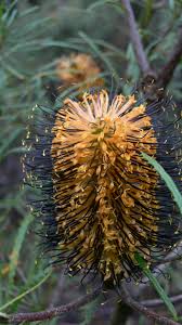 Image result for Barleria spinulosa