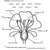 2nd Grade Parts Of A Flower Worksheet