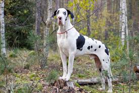 Top 5 Best Dog Foods For Great Danes 2017 Buyers Guide