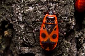 In just a day 1 beetle is able to devour up to 60 specimens of the pest every day. Pyrrhocoris Apterus Insects Spiders Animals Pixoto
