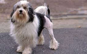 Bred for its small size, dense fur, and affectionate nature, it was kept as a companion and often carried to court by the ladies of the day. Lowchen Dog Breed Origin Behavior Trainability Facts Puppy Price Color Health