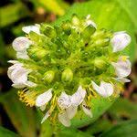 Image result for Aneilema beniniense