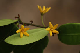 Image result for Apocynaceae subfamilies Asclepiadoideae and Secamonoideae