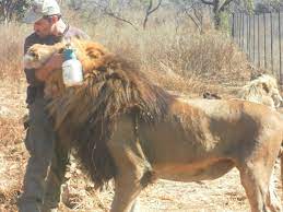 How much does a lion eat in one day? Can Lions Weigh Nearly 1 000 Pounds In The Wild Quora
