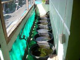 Sep 09, 2020 · cara budidaya ikan guppy di ember dan aquarium. Budidaya Ikan Guppy Menggunakan Ember Cepat Besar