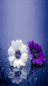 Check spelling or type a new query. Nice Flowers Apple Iphone 5s Hd Wallpapers Available For Free Download Beautiful Flowers Wallpapers Flower Images Amazing Flowers