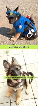 Deutscher Shepard Drawi Hunde Fotos Lustige Hunde Fotos Hundefotos
