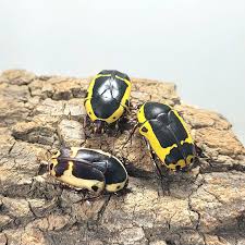 Image result for Blotiella sinuata