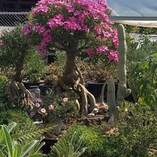 Image result for Adenium swazicum