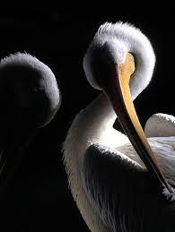 Found On Www Flickr Com Via Tumblr Amazing Animal Pictures Nature Design Pet Birds
