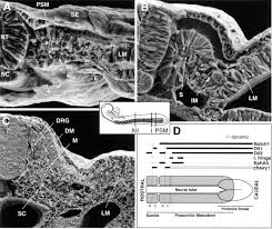 Somites bud off sequentially and rhythmically from the mesenchymal 'paraxial' mesoderm, arising as pairs of epithelial spheres that flank the neural tube and accumulate in a. Somite Development Constructing The Vertebrate Body Cell