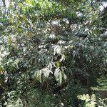 Image result for Bridelia brideliifolia