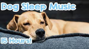 Dog Sleep Music 15 Hours Of Relaxing Melodies To Keep Your Dog Asleep Youtube