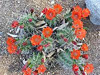 A tall spiny vertical and thin cactus with bright orange/red flowers stock photo. Cacti Of West And Southwest Usa