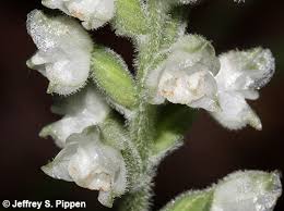 Image result for Goodyera