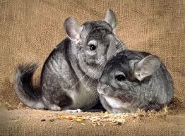 szynszyla http www kakadu pl gryzonie szynszyla html cute animals chinchilla animals