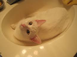 cat: stop cat peeing in sink