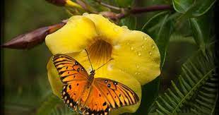 Passion On Yellow Beautiful Bugs Yellow Flowers Butterfly