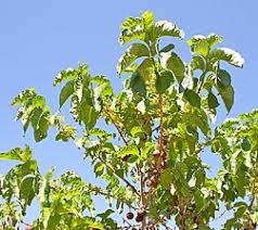 Image result for Vangueria randii