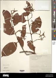 Image result for Combretum sp. A
