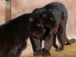 We 39 Re Not Entirely Black We Stay Under The Sun To Dye Our Hair Brown Animals Albino Animals Albino